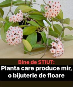 Planta Care Produce Mir, O Bijuterie De Floare. Sfaturi De Îngrijire, Inmultire Si Câteva Curiozitati: Lacrima Maicii Domnului
